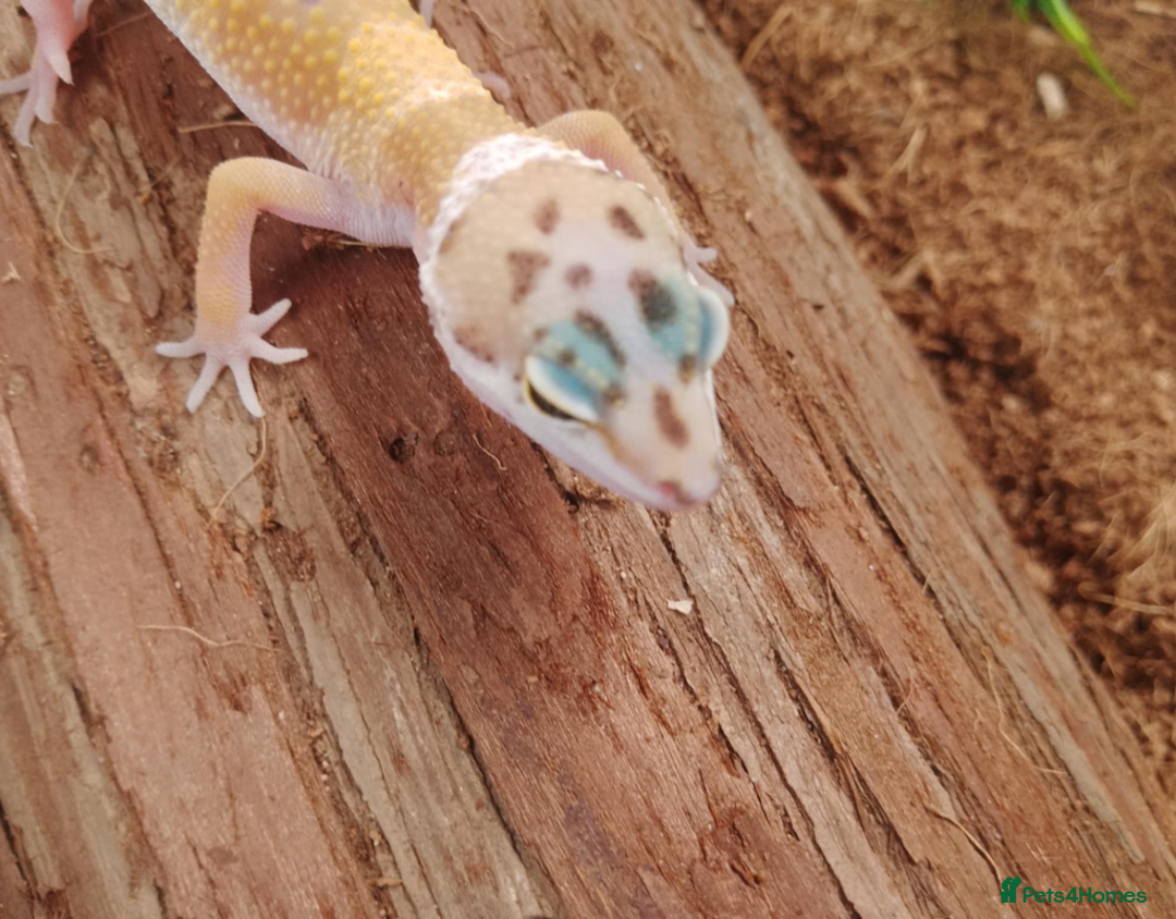 Leopard Gecko reptiles for sale: Beautiful Leopard Gecko Babies – Ready Now! - Image 9