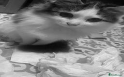 Mixed Breed cats for sale: FOR SALE!! cats and kittens x - Image 2
