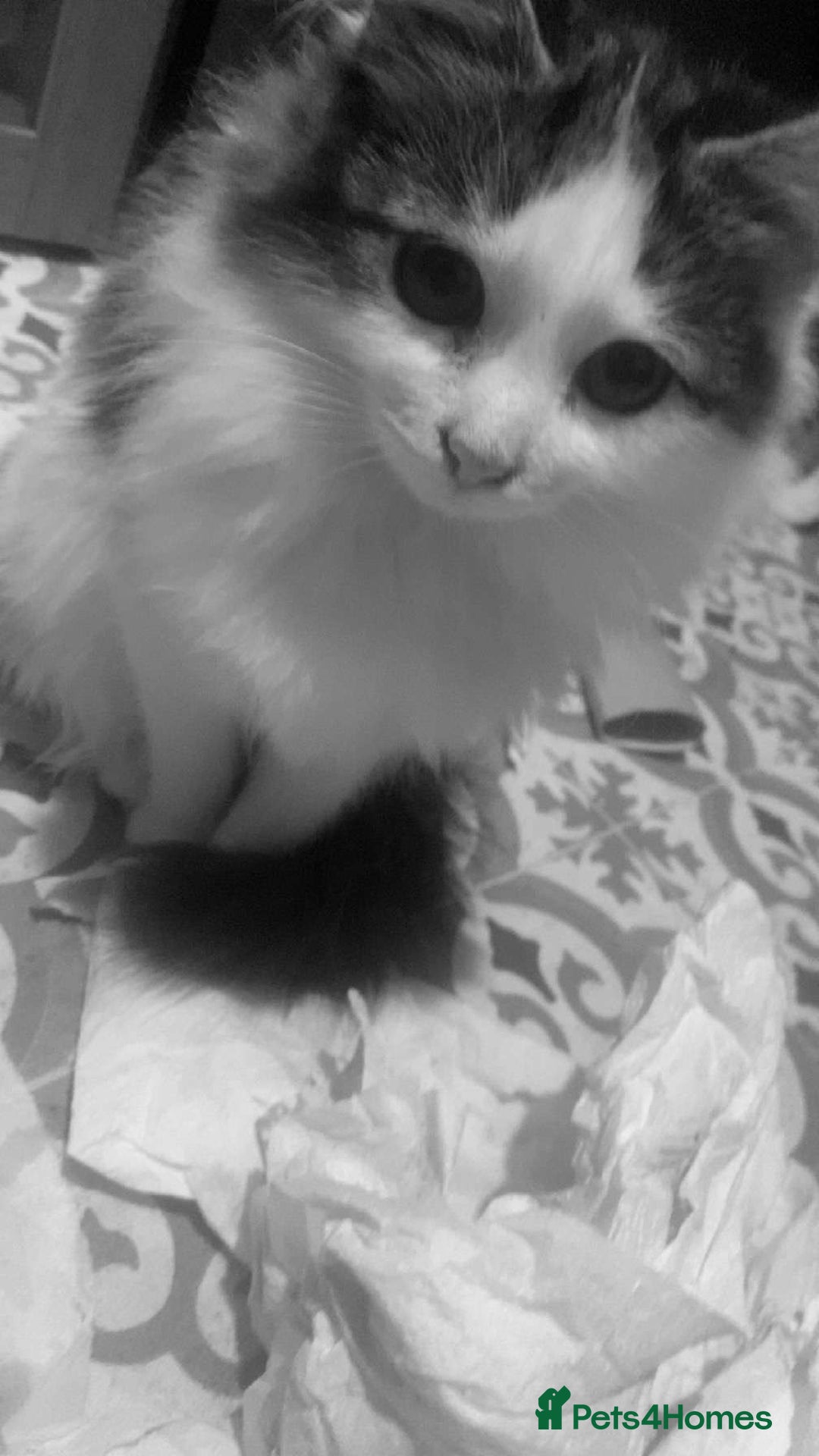 Mixed Breed cats for sale: FOR SALE!! cats and kittens x - Image 2