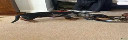 Dachshund dogs for sale: Bob The Dachshund  - Advert 7