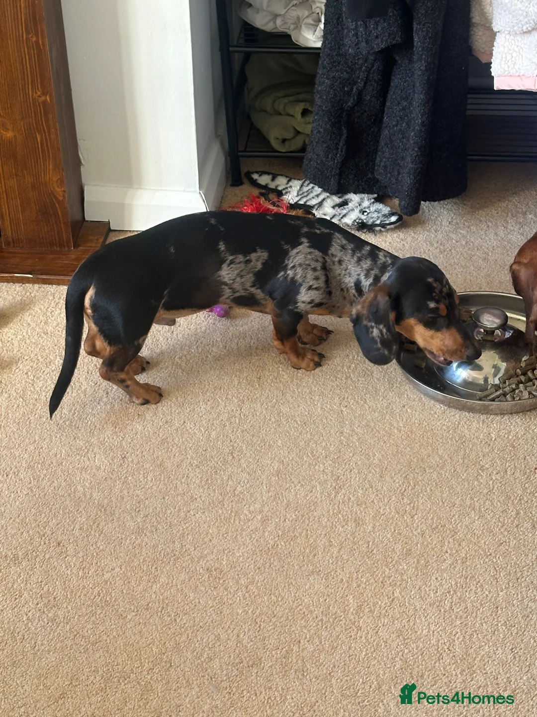 Dachshund dogs for sale: Bob The Dachshund  - Advert 7