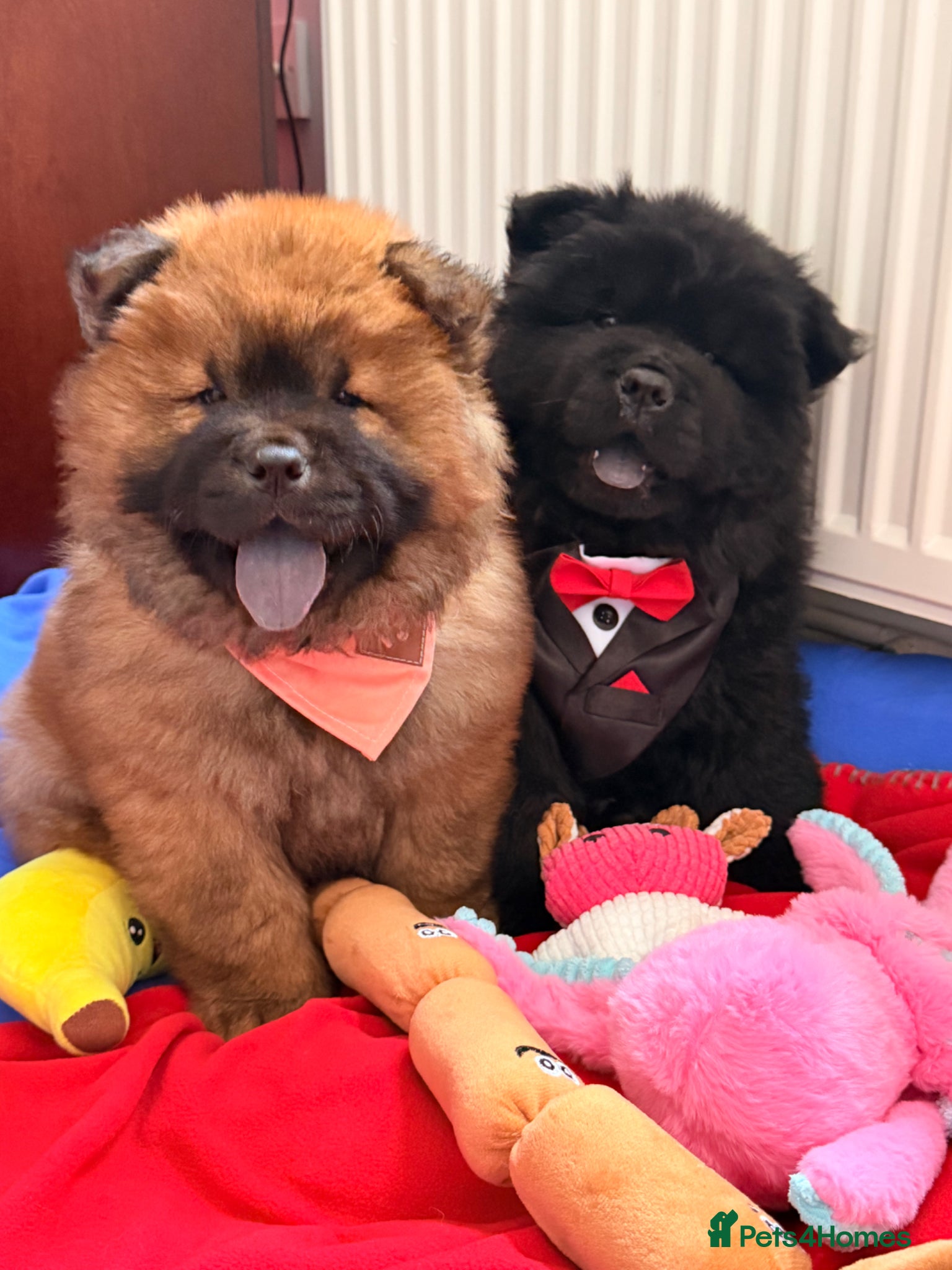 Chow Chow dogs for sale: Fluffy bears ready to go ❤️ in Lampeter - Advert 2
