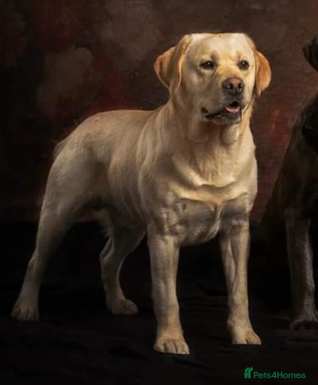 Labrador Retriever dogs for stud: Erik, fully health tested, proven stud, KC reg. in Bungay - Advert 3