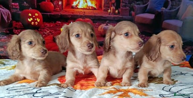 Miniature Dachshund dogs SHADED LH CREAM SUPER MINI DAXIS KC REG PRA CLR - Advert 12