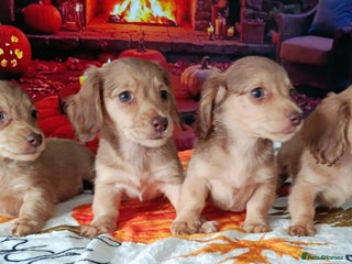 Miniature Dachshund dogs - Advert 6