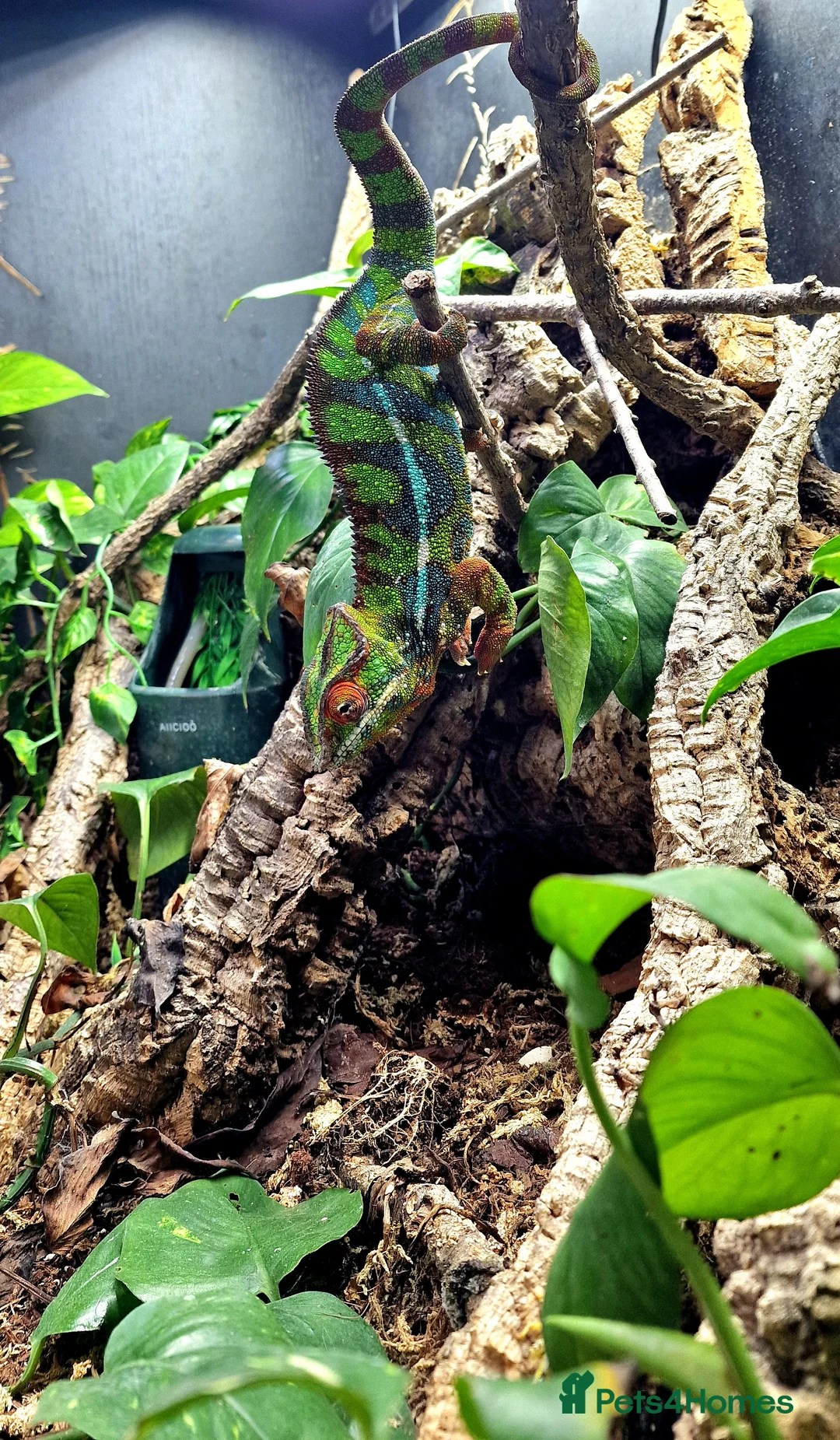 Chameleon reptiles for sale: Ambilobe Panther Chameleon Male - Advert 2