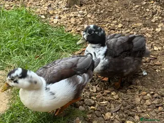 Ducks poultry 2 Drake 8 month old Call Ducks - Advert 12