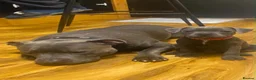 Staffordshire Bull Terrier dogs for sale: Beautiful kc registered Staffords bull terrier  - Advert 16