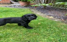 Cocker Spaniel dogs for sale: KC Reg. Cocker Spaniel - Image 2