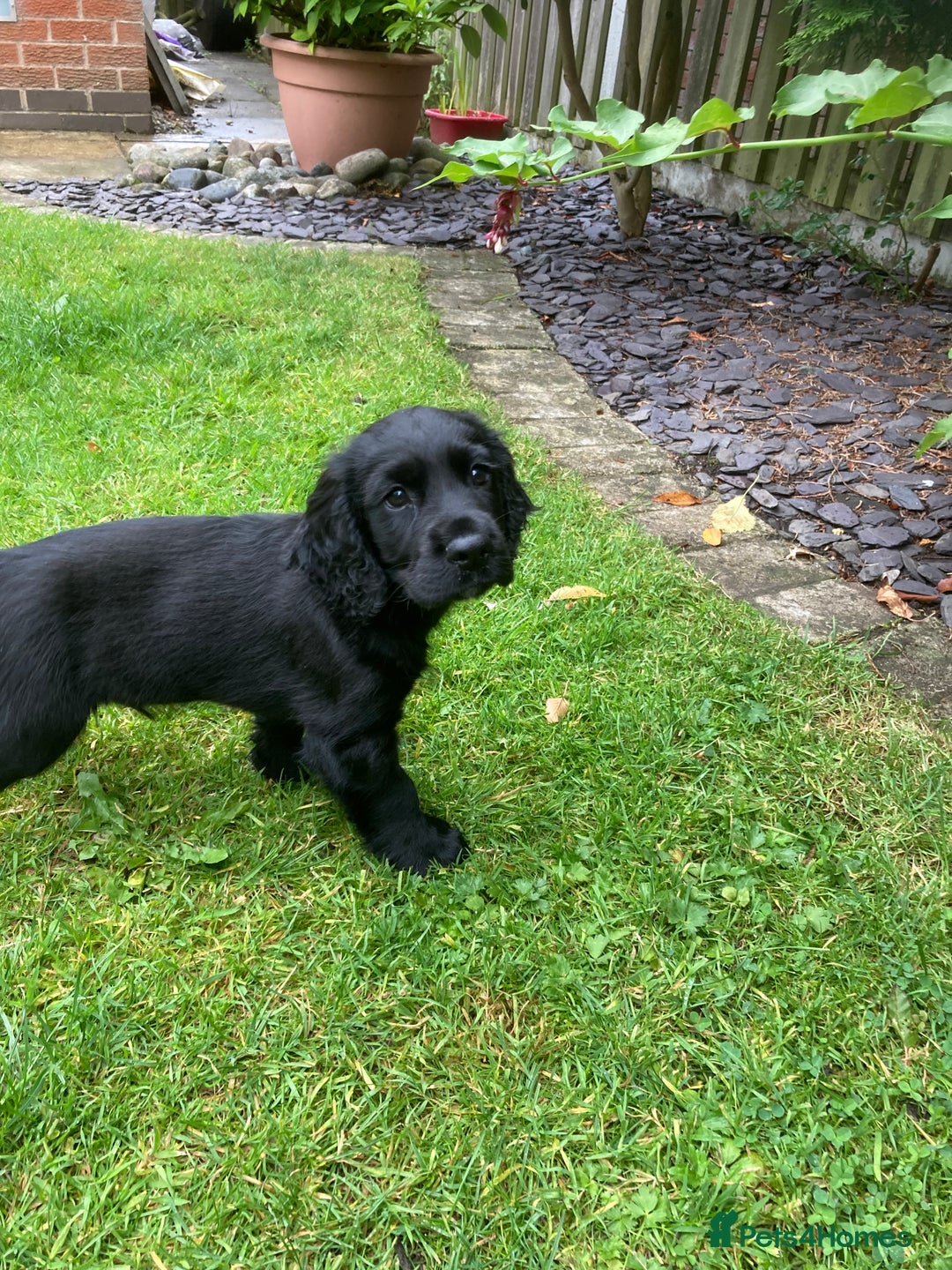 Cocker Spaniel dogs for sale: KC Reg. Cocker Spaniel - Image 2