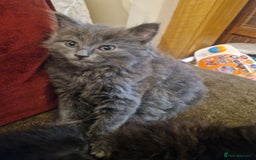 British Shorthair cats for sale: Cute kittens for sale  - Image 12