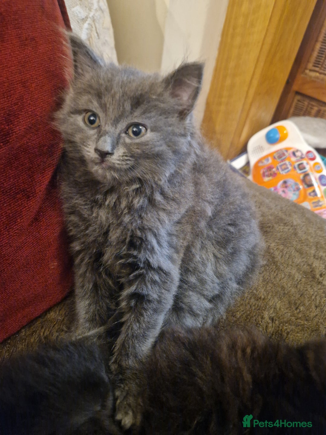 British Shorthair cats for sale: Cute kittens for sale  - Image 12
