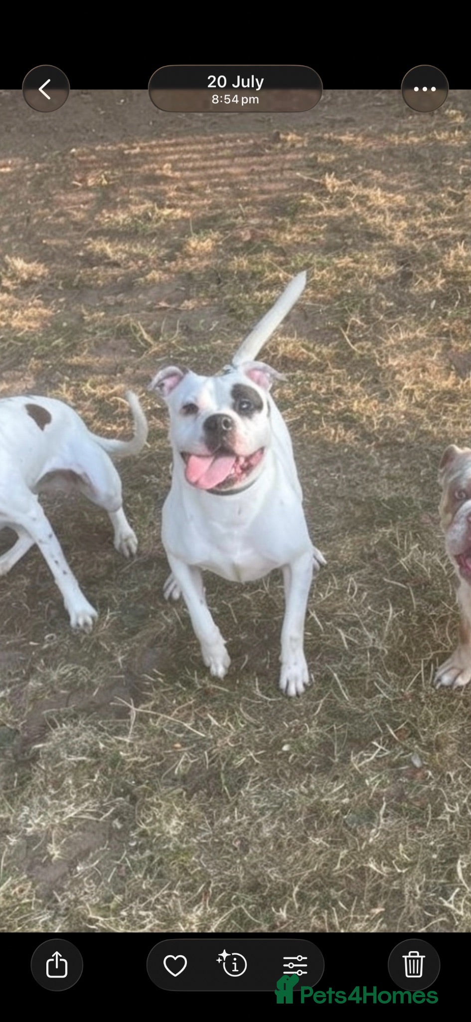Mixed Breed dogs 18 month old Staffy x American bulldog  - Advert 3