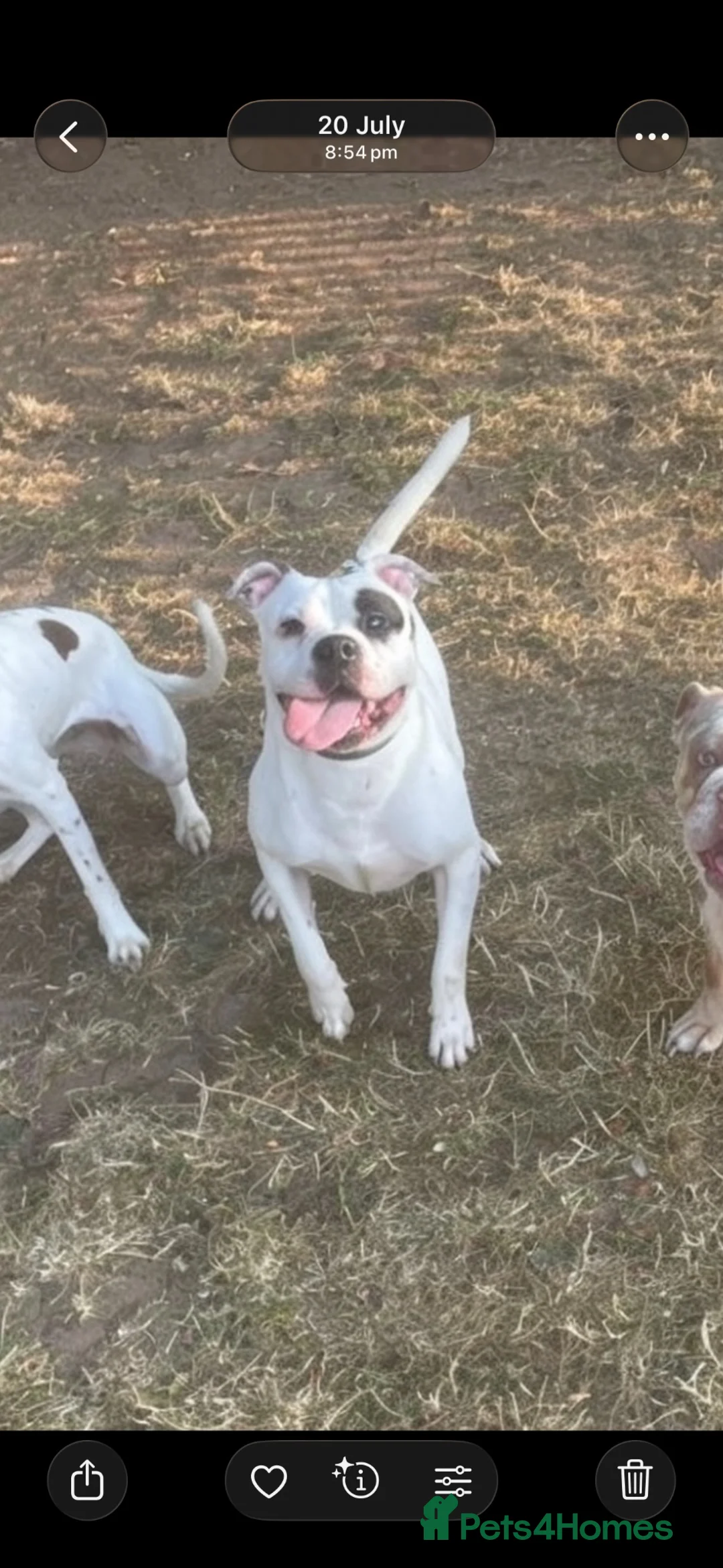 Mixed Breed dogs for sale: 18 month old Staffy x American bulldog  in Mansfield - Advert 1