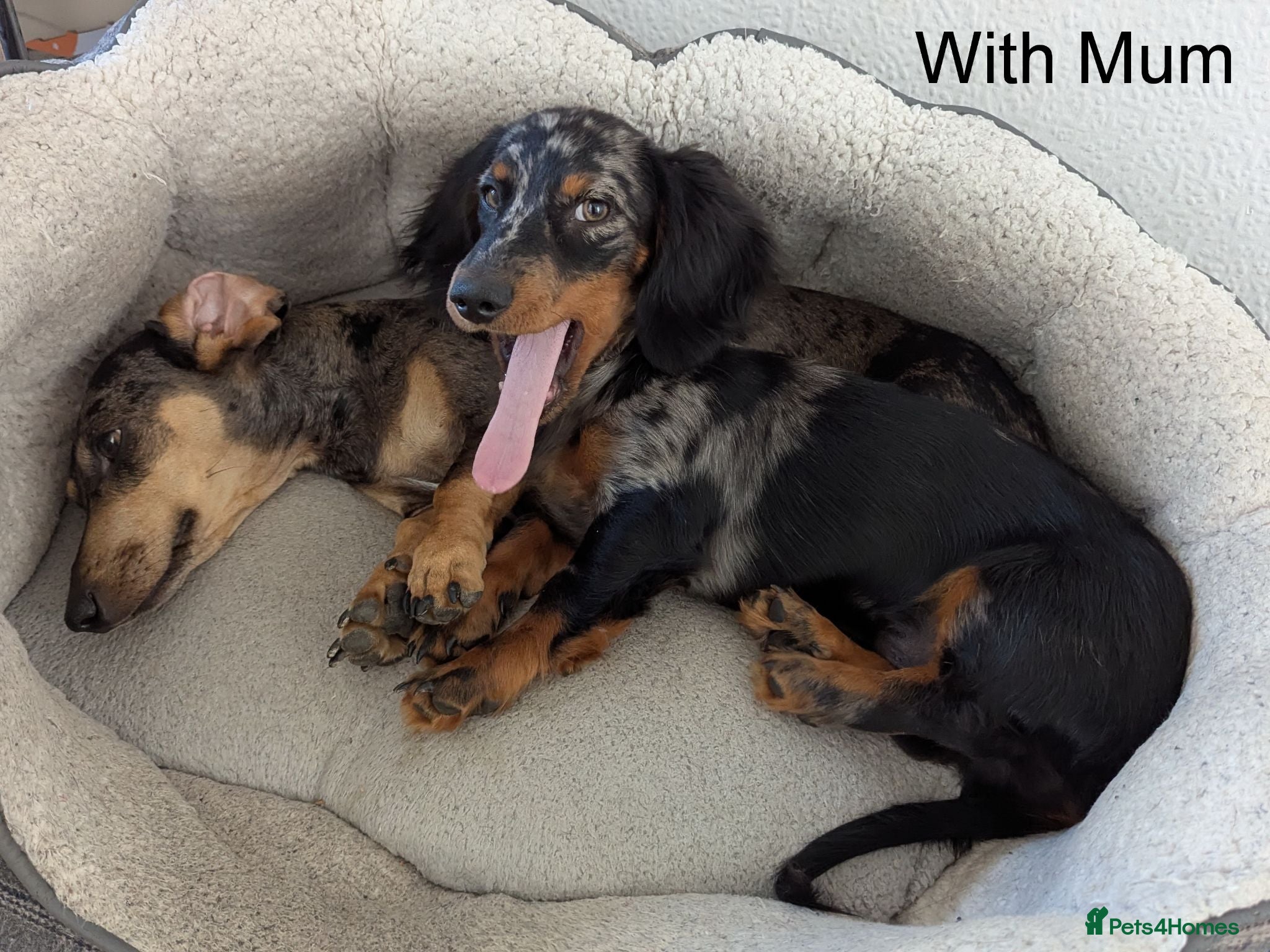 Miniature Dachshund dogs Dachchund puppy boy - Advert 15