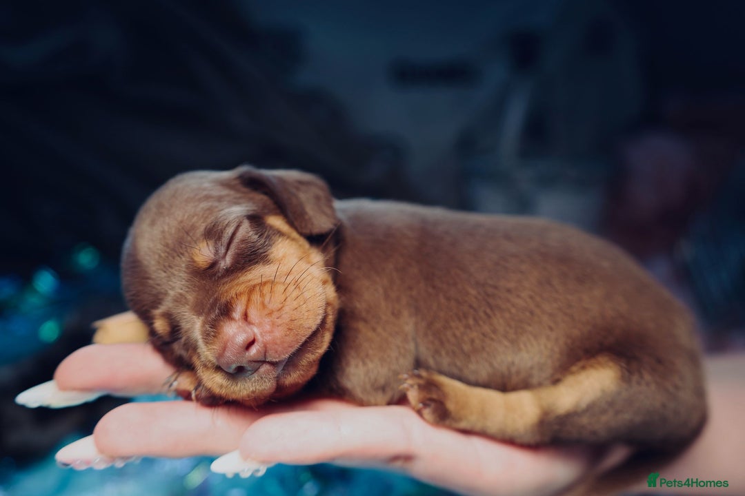 Dachshund dogs for sale: Dachshund Lovely Pupies Waiting for Forever Home - Image 4
