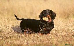 Dachshund dogs for stud: Kc registered standard smooth stud  in Newton Abbot - Image 9