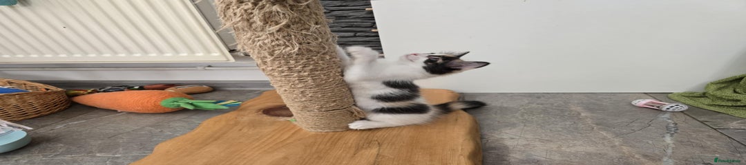 Mixed Breed Kitten 2