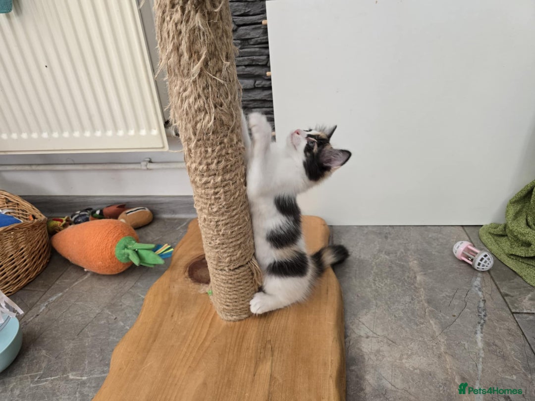 Mixed Breed cats for sale: Beautiful kittens - Image 17