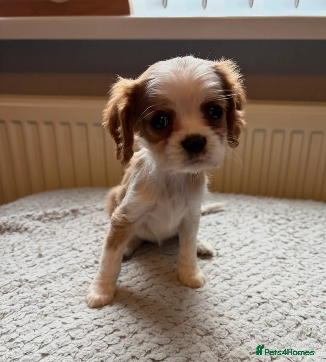 Cavalier King Charles Spaniel dogs for sale: Tri/ Blenheim Cavalier King Charles Puppies ready  - Advert 2
