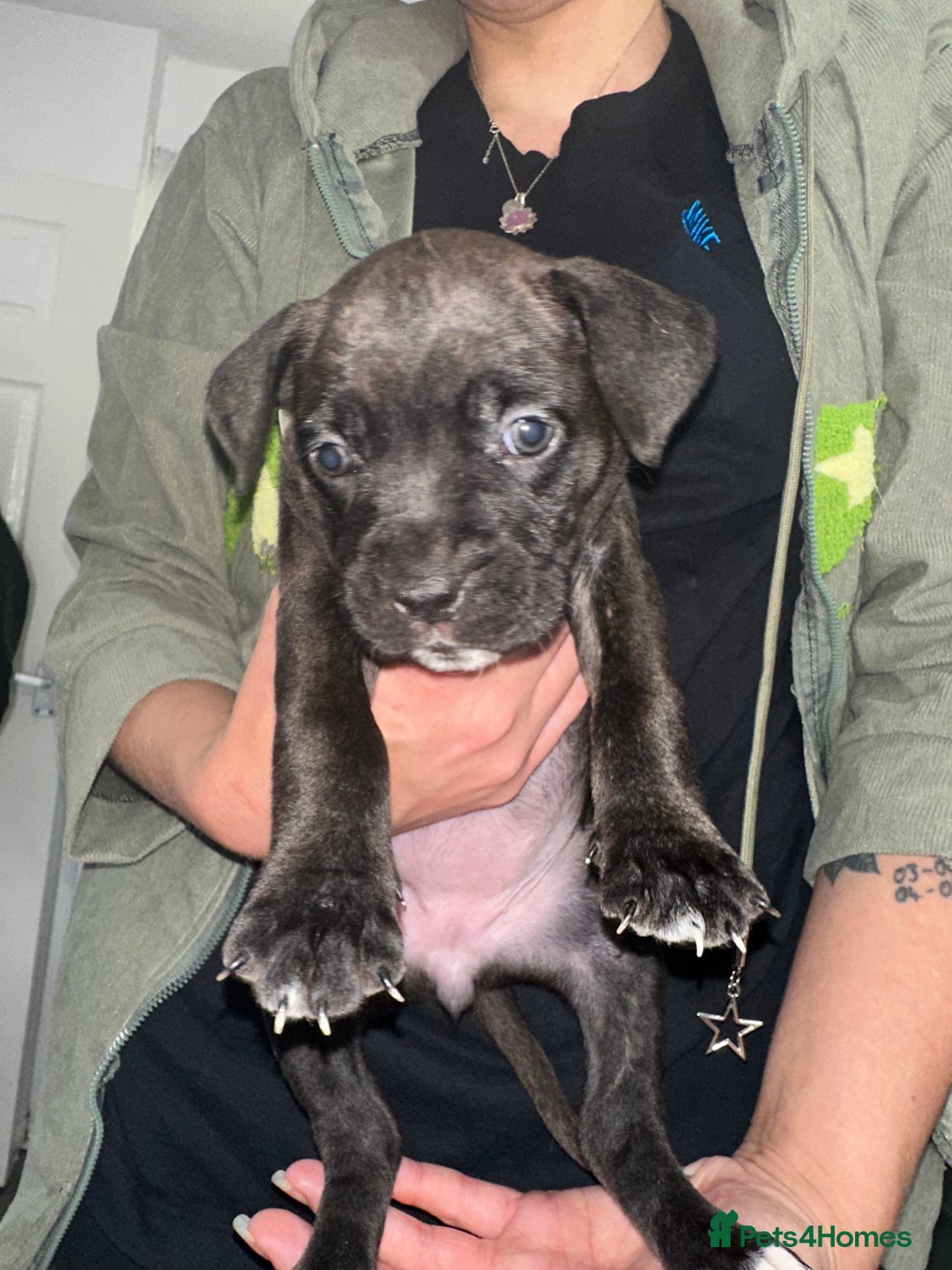 Mixed Breed dogs for sale: Cane corso X staff - Image 27