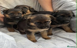 German Shepherd dogs for sale: German shepherd puppies  - Image 1