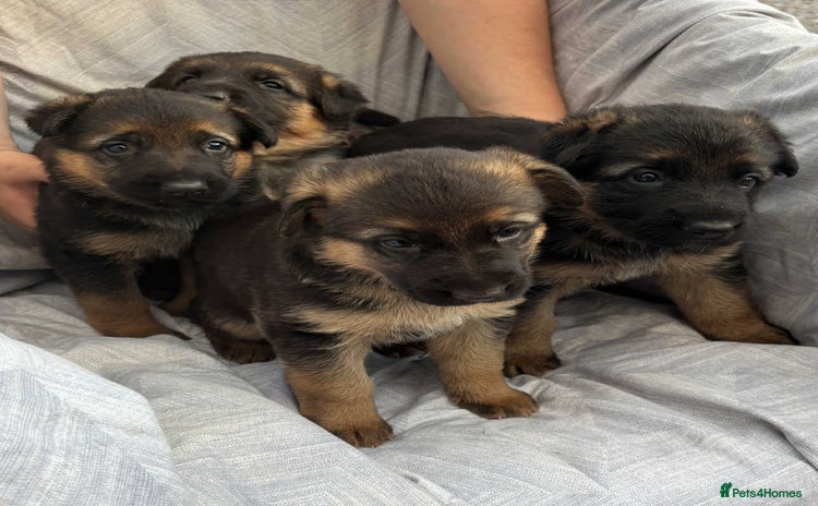 German Shepherd dogs - Advert 1