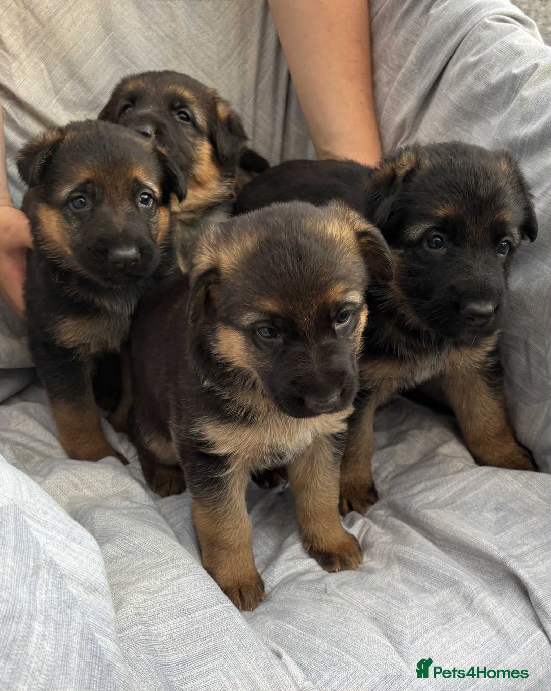 German Shepherd dogs for sale: German shepherd puppies  - Image 1