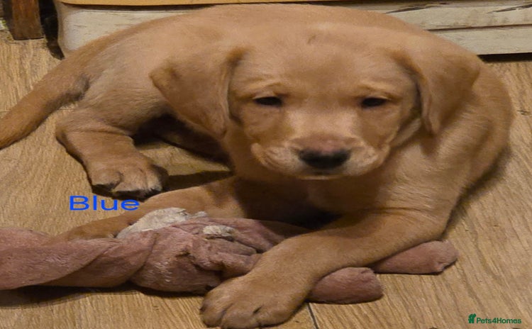 Labradoodle dogs in Llanelli - Advert 3