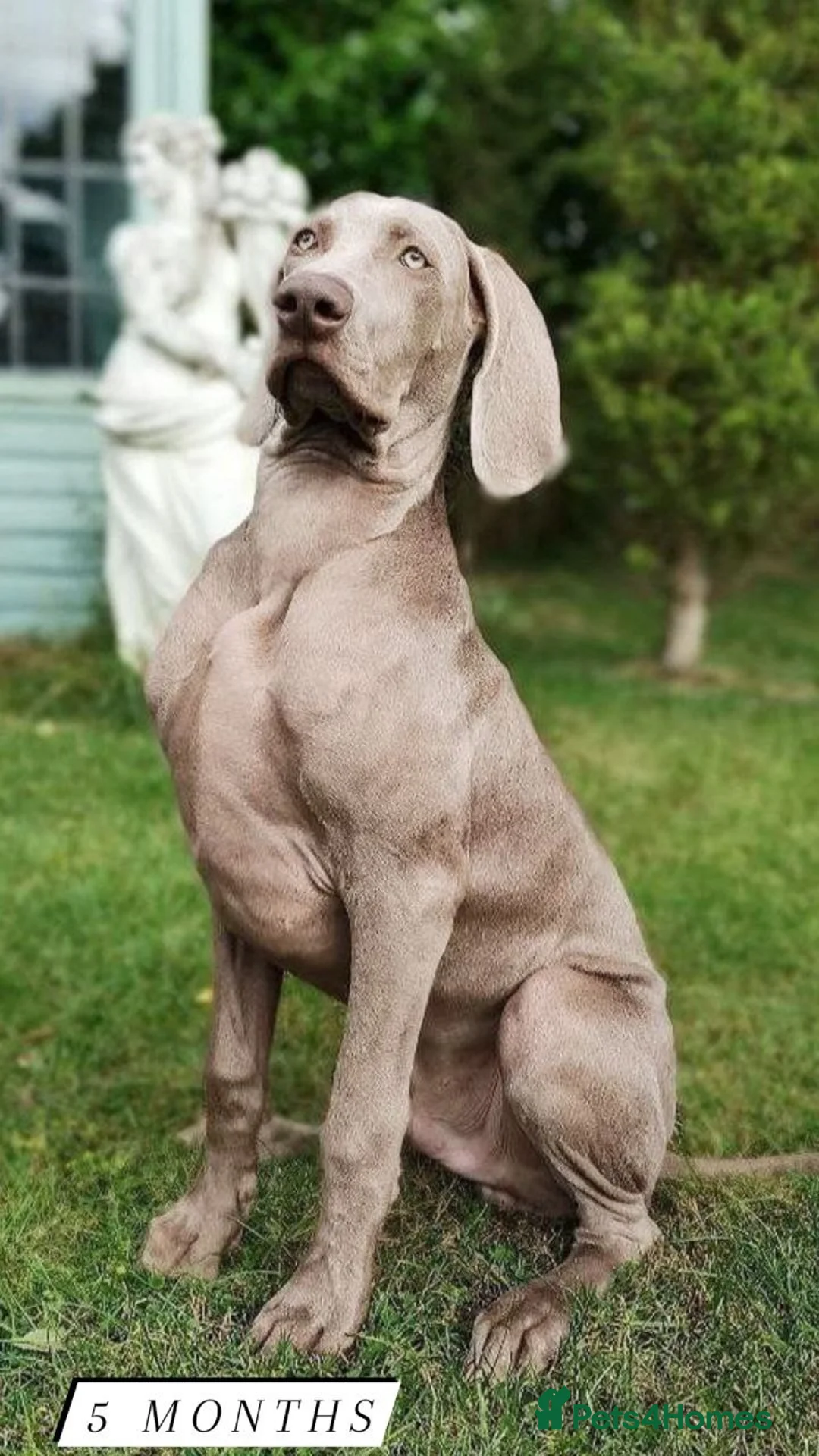 Weimaraner dogs for stud: 🌟Superb🌟Proven🌟Hip Scored🌟KC in Woodbridge - Advert 19