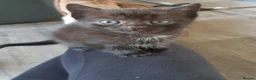 Domestic Shorthair cats for sale: Lovely Litter Of Kittens - Advert 6