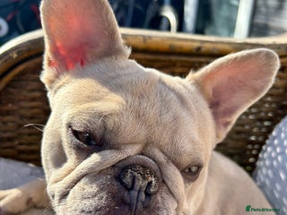 French Bulldog dogs in Norwich - Advert 5