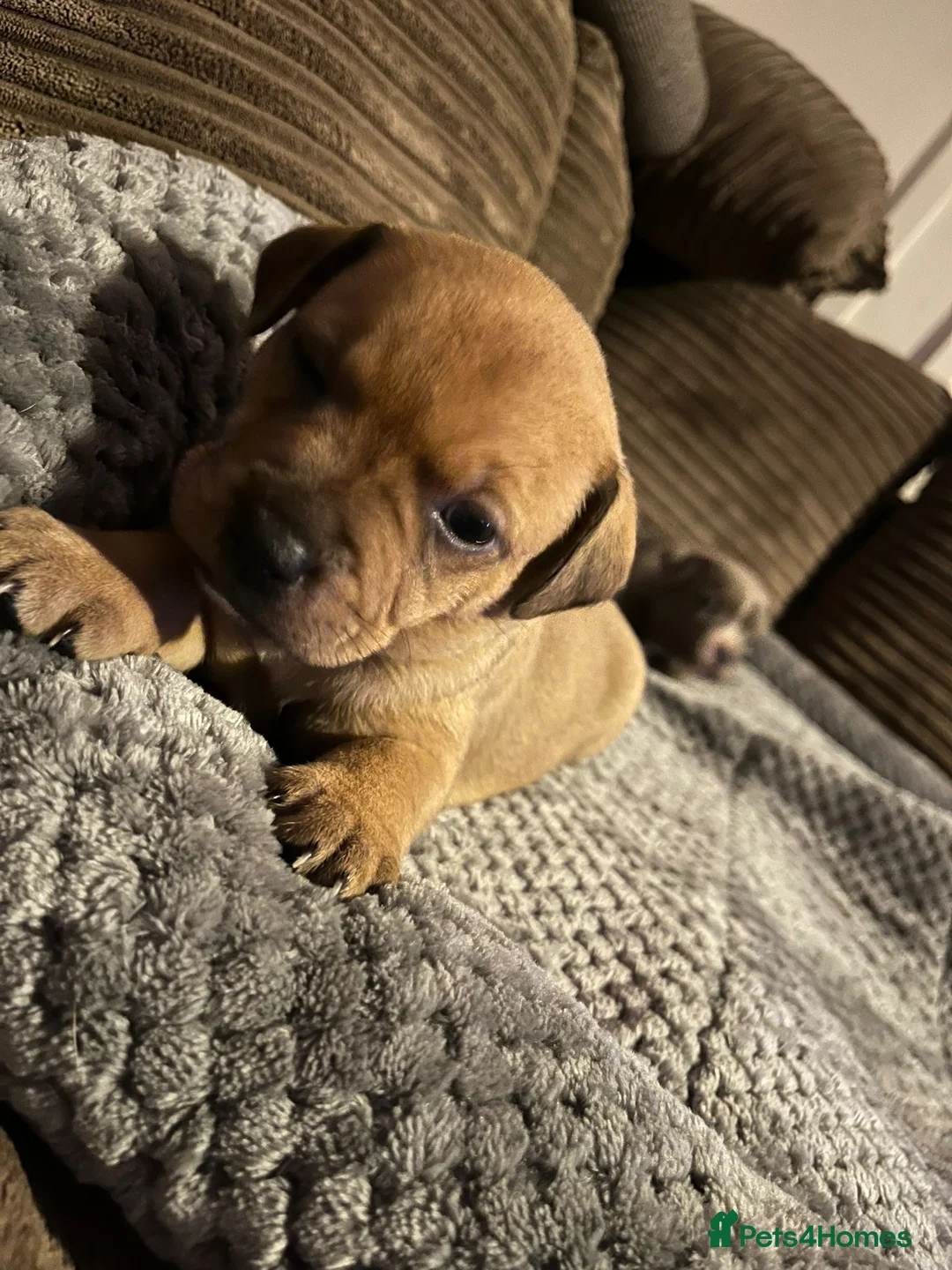 Staffordshire Bull Terrier dogs for sale:  brindle and red Staffordshire bull terriers - Advert 3