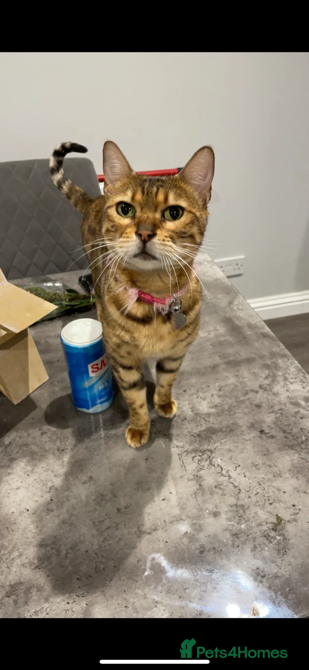 Bengal cats for sale: 3 bengal cats for sale in ELY - Advert 2