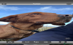 Labrador Retriever dogs for stud: Fox red Lab for Stud - Image 1