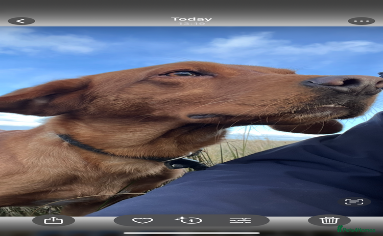 Labrador Retriever dogs - Advert 1