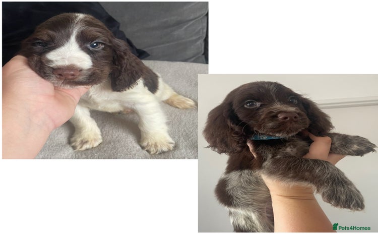 Cocker Spaniel dogs - Advert 15