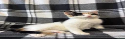 Mixed Breed cats for sale: 5 Gorgeous Kittens - Advert 9