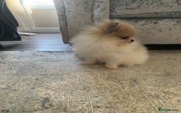 Pomeranian dogs for sale: Fluffy Pomeranian puppies - Image 3