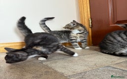 Mixed Breed cats for sale: Kittens for sale  - Image 10