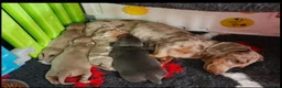Miniature Dachshund dogs for sale: LOVELY MINIATURE DACHSHUNDS PUPPIES FOR SALE in Chester - Advert 1