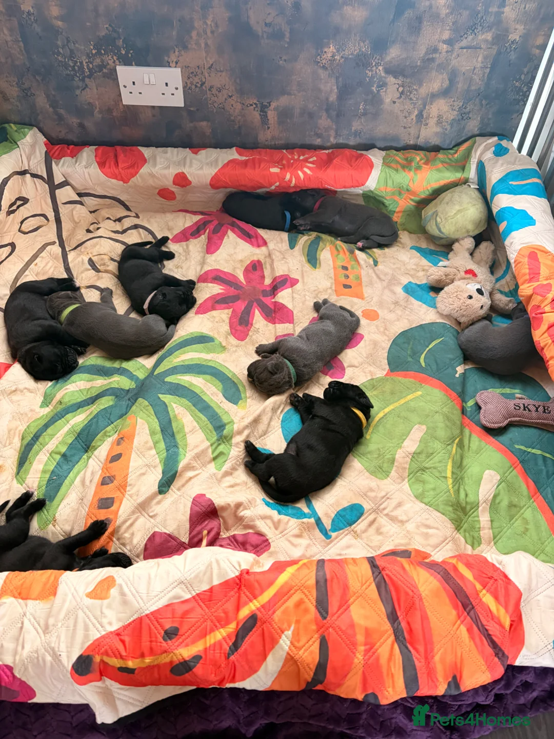 Cane Corso dogs for sale: Cane corso puppies for sale - Advert 2