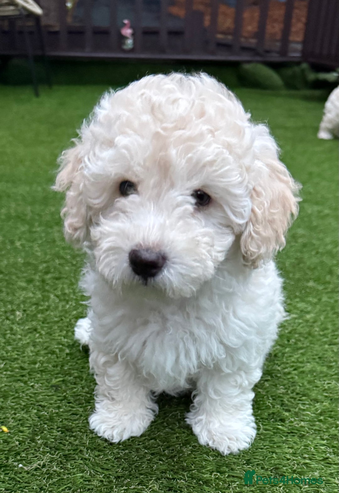 Maltipoo dogs for sale: Ready now - 1 boy left F1B Maltipoo Puppy 💜🐾 - Advert 28