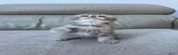 Scottish Fold cats for sale: Full pedigree Scottish fold kittens - Advert 3