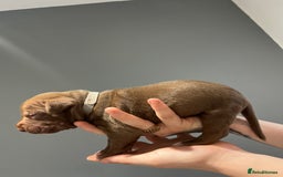 Mixed Breed dogs for sale: Staffy mix pups  - Image 17