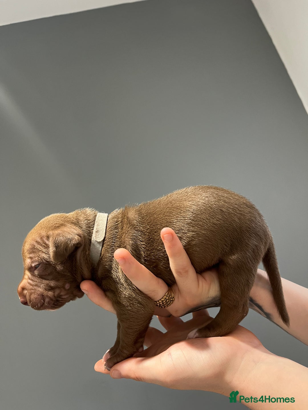 Mixed Breed dogs for sale: Staffy mix pups  - Image 17