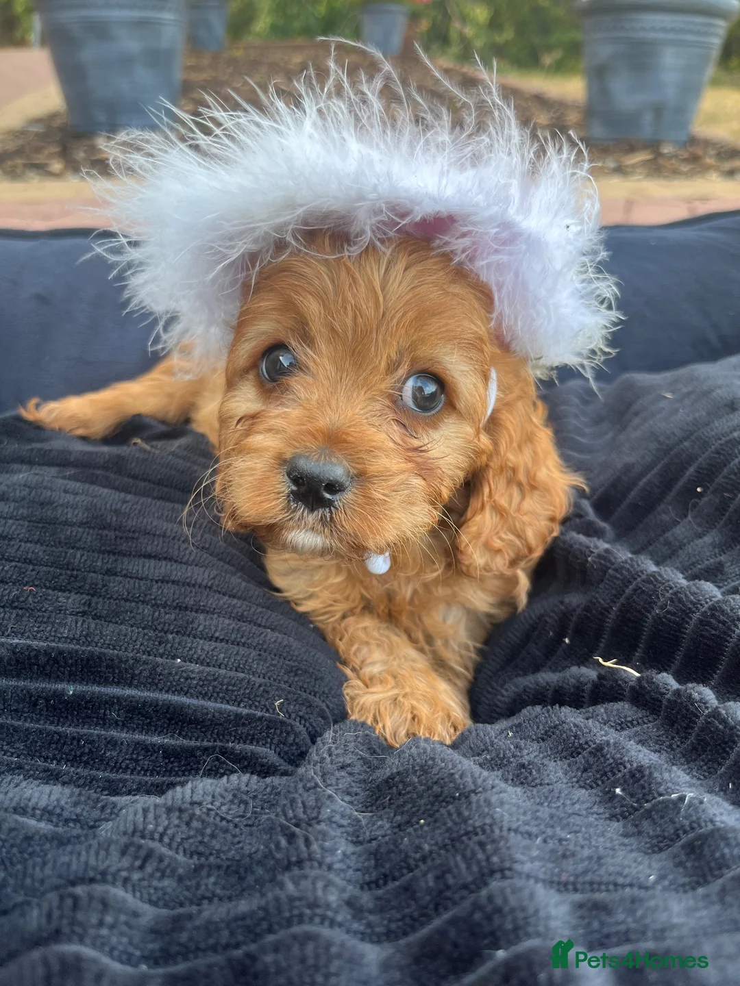 Cavapoo dogs for sale: F1 Cavapoos  - Advert 1