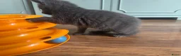 Mixed Breed cats for sale: Russian blue mix kittens  - Advert 4