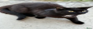 Tux
