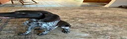 German Shorthaired Pointer dogs for sale: Percy - Advert 3